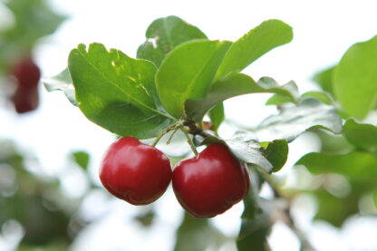 Acerola Bio - Complément alimentaire apport en vitamine C naturelle | Sante-nature-science.com